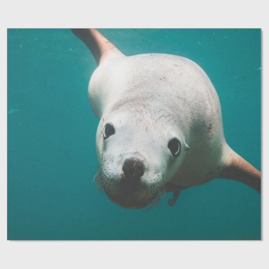 Schöne Seelöwe Geschenkpapier (Flach)