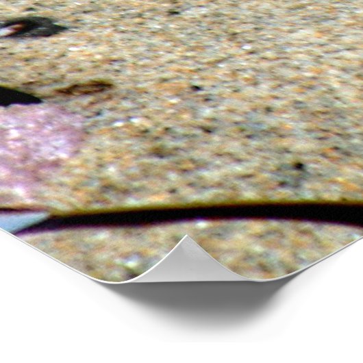 Schöne Seestern und grüne Anemonen Fotografie Poster (Ecke)