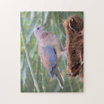 Schöne Senegal-Taube auf einem Baumstumpf