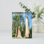Schöne Sequoia Postcard! Postkarte (Stehend Vorderseite)