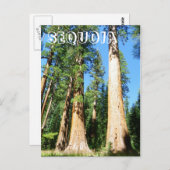 Schöne Sequoia Postcard! Postkarte (Vorne/Hinten)