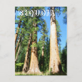 Schöne Sequoia Postcard! Postkarte (Vorderseite)