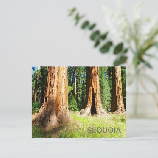 Schöne Sequoia Postcard! Postkarte (Stehend Vorderseite)