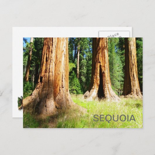 Schöne Sequoia Postcard! Postkarte (Vorne/Hinten)