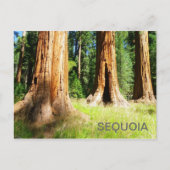 Schöne Sequoia Postcard! Postkarte (Vorderseite)