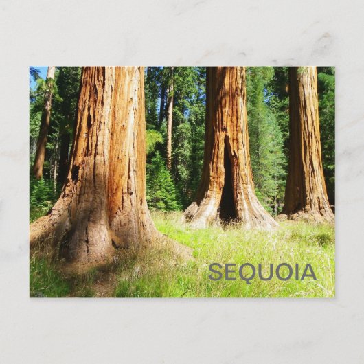 Schöne Sequoia Postcard! Postkarte (Vorderseite)