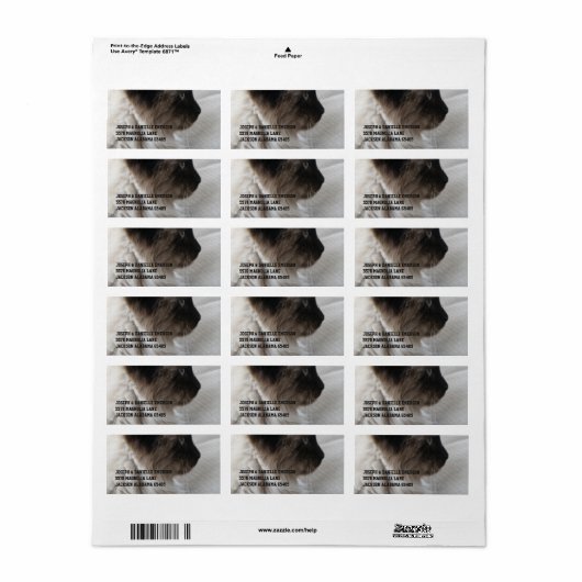 Schöne Siamese Kitty Adressaufkleber (Vorne)