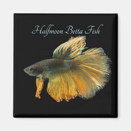 Schöne siamesische Kämpfe Fisch Betta Halfmoon Magnet
