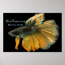 Schöne siamesische Kämpfe Fisch Betta Halfmoon Poster
