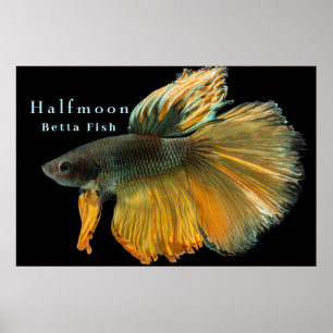 Schöne siamesische Kämpfe Fisch Betta Halfmoon Poster