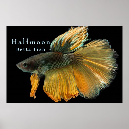 Schöne siamesische Kämpfe Fisch Betta Halfmoon Poster (Vorne)