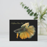 Schöne siamesische Kämpfe Fisch Betta Halfmoon