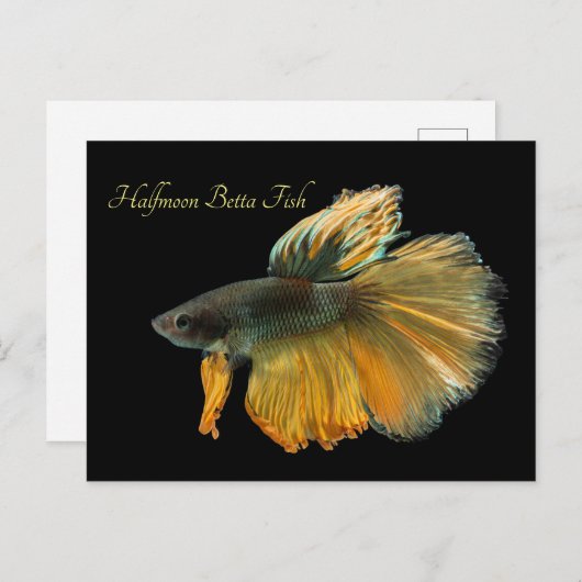 Schöne siamesische Kämpfe Fisch Betta Halfmoon Postkarte (Vorne/Hinten)