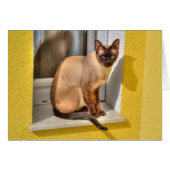 Schöne siamesische Katze (Vorderseite (Horizontal))