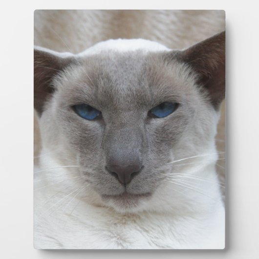 Schöne siamesische Katze Fotoplatte (Vorderseite)