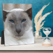 Schöne siamesische Katze Fotoplatte (Seite)