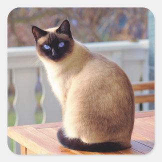 Schöne siamesische Katze mit blauen Augen Quadratischer Aufkleber