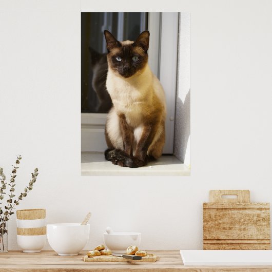 Schöne siamesische Katze Poster (Küche)