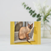 Schöne siamesische Katze Postkarte (Stehend Vorderseite)