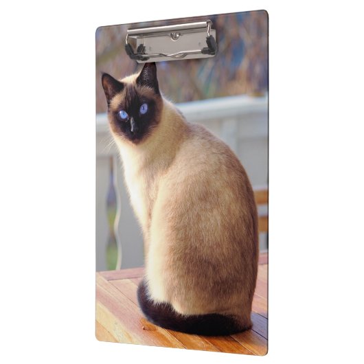 Schöne Siamkatze mit blauen Augen Klemmbrett (Links)