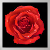 Schöne Single Rote Rose Poster (Vorne)
