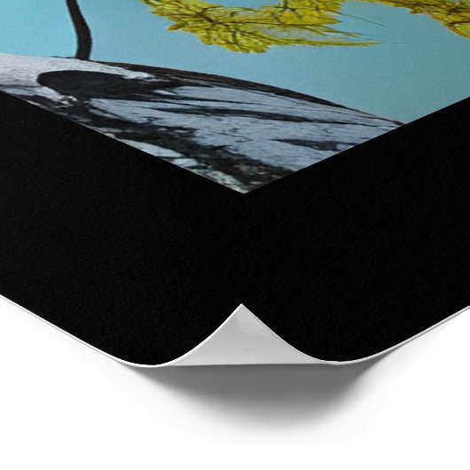 Schöne Sommer Birke Poster (Ecke)