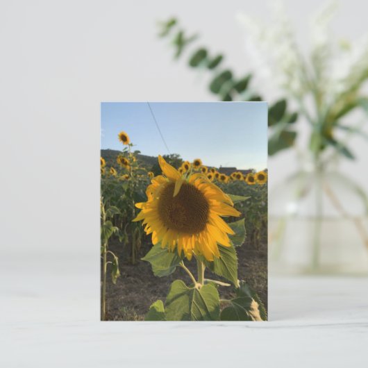 Schöne Sonnenblume im Sommer Postkarte (Stehend Vorderseite)