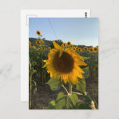 Schöne Sonnenblume im Sommer Postkarte (Vorne/Hinten)
