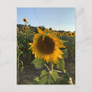 Schöne Sonnenblume in der Sommersonne Postkarte