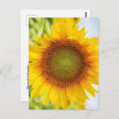 Schöne Sonnenblume mit Helen Keller Quote Postkarte (Vorne/Hinten)