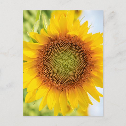 Schöne Sonnenblume mit Helen Keller Quote Postkarte (Vorderseite)