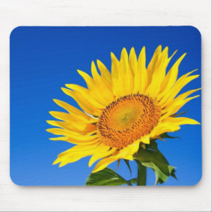 Schöne Sonnenblume Mousepad