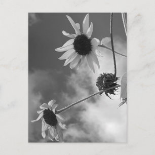 Schöne Sonnenblumen in Schwarz und Weiß Postkarte