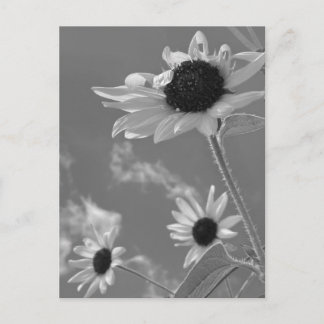 Schöne Sonnenblumen in Schwarz und Weiß Postkarte