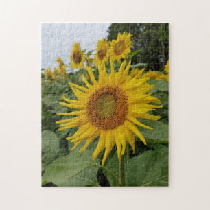 Schöne Sonnenblumen Puzzle