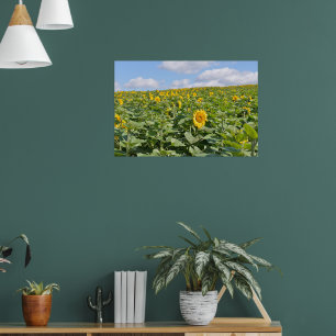 Schöne Sonnenblumenfelder an einem sonnigen Tag Poster