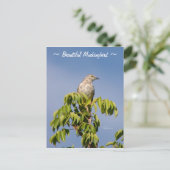 Schöne Spottdrossel Postkarte (Stehend Vorderseite)