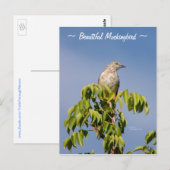 Schöne Spottdrossel Postkarte (Vorne/Hinten)