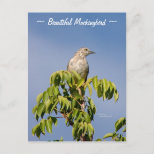 Schöne Spottdrossel Postkarte