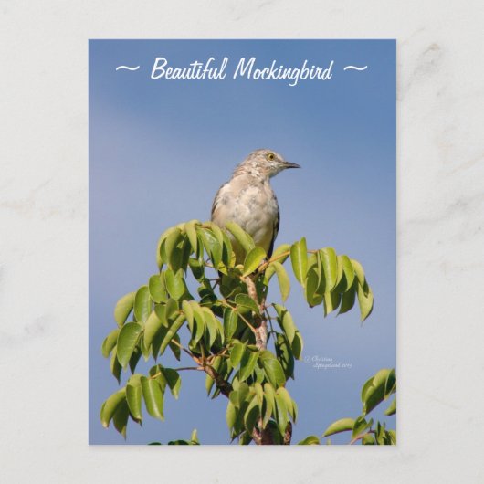 Schöne Spottdrossel Postkarte (Vorderseite)
