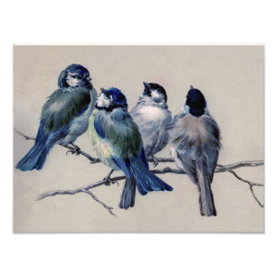 Schöne staubblaue graue Vögel auf einem Ast Fotodruck