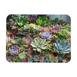 Schöne Sukkulturen Magnet