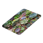 Schöne Sukkulturen Magnet (Linke Seite)