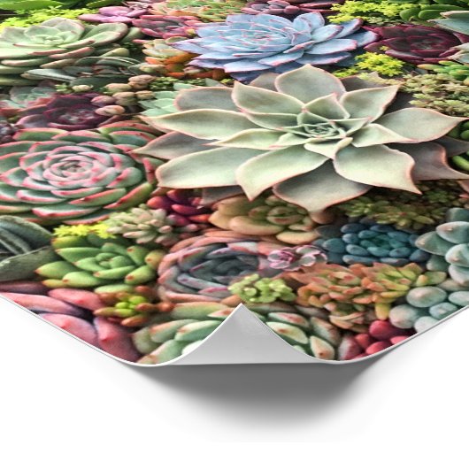 Schöne Sukkulturen Poster (Ecke)
