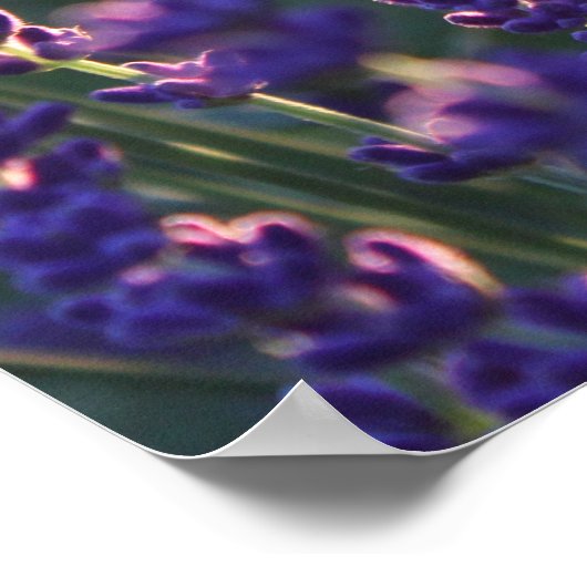 Schöne Sunlit Lavender Blume Poster (Ecke)