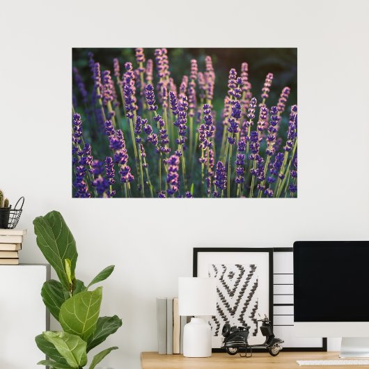 Schöne Sunlit Lavender Blume Poster (Heimbüro)
