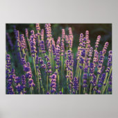 Schöne Sunlit Lavender Blume Poster (Vorne)