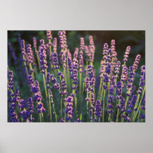 Schöne Sunlit Lavender Blume Poster