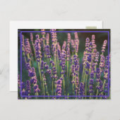 Schöne Sunlit Lavender Blume Postkarte (Vorne/Hinten)