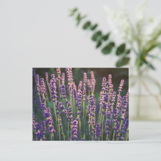 Schöne Sunlit Lavender Blume Postkarte (Stehend Vorderseite)